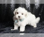 Small #4 Maltese
