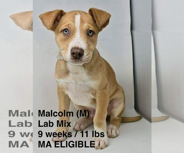 Medium Photo #1 Labrador Retriever-Unknown Mix Puppy For Sale in pomfret, CT, USA