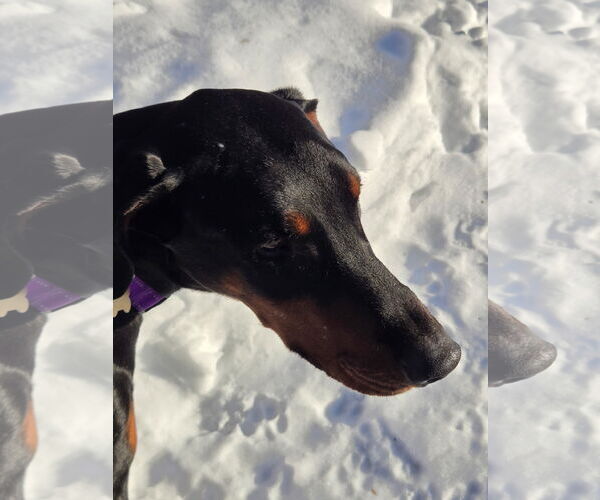 Medium Photo #2 Doberman Pinscher Puppy For Sale in Minneaoplis, MN, USA
