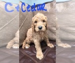 Small #4 Goldendoodle