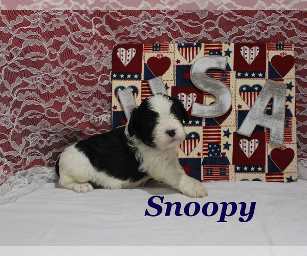 Medium Photo #9 Cavapoo Puppy For Sale in CHANUTE, KS, USA
