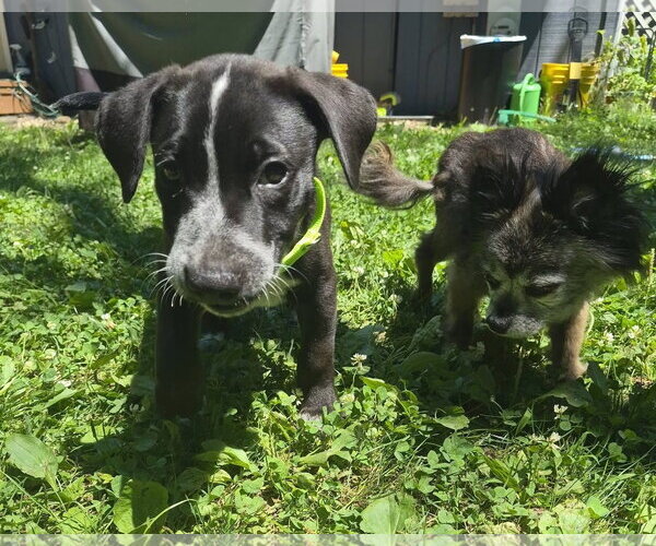 Medium Photo #1 Mutt Puppy For Sale in New London, WI, USA