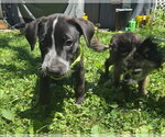 Small Mutt