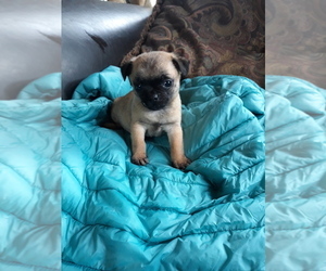 Pug-Russell Terrier Mix Puppy for sale in SALEM, MA, USA