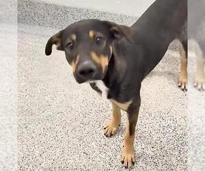 German Shepherd Dog-Unknown Mix Dogs for adoption in Houston, TX, USA