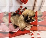 Small Photo #4 Poovanese Puppy For Sale in TECUMSEH, MI, USA