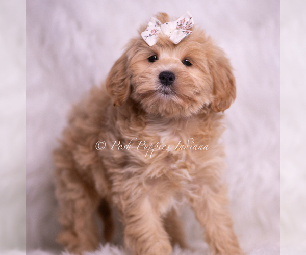 Medium Photo #5 Maltipoo (Toy) Puppy For Sale in WARSAW, IN, USA