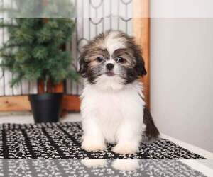 Shih Tzu Puppy for sale in NAPLES, FL, USA