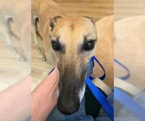 Roo - Male Greyhound Dog for Adoption - Photo #4