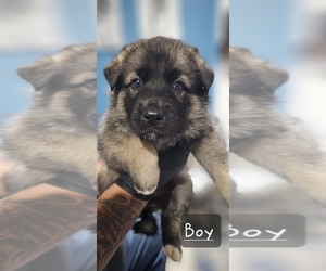 Alaskan Husky-German Shepherd Dog Mix Puppy for sale in SANTA ANA, CA, USA