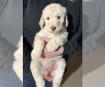 Small Photo #3 Goldendoodle Puppy For Sale in CLEVELAND, TN, USA
