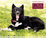 Small #4 Border Collie-Siberian Husky Mix