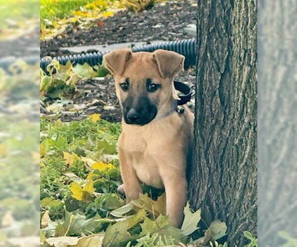 Medium Photo #5 German Shepherd Dog Puppy For Sale in GILBERTS, IL, USA