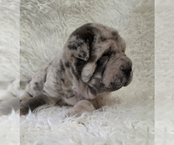 Medium Photo #3 Chinese Shar-Pei Puppy For Sale in HARTVILLE, MO, USA