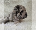 Mercedes - Female Chinese Shar-Pei Puppy for Sale - Photo #3