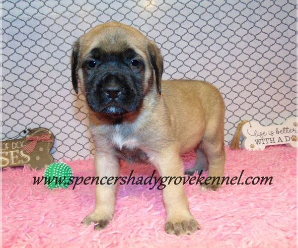 Medium Photo #4 Mastiff Puppy For Sale in CABOOL, MO, USA