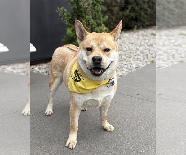 Medium Photo #7 Mutt Puppy For Sale in Spring Lake, NJ, USA