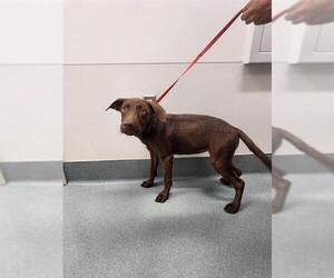 Labrador Retriever Dogs for adoption in Baytown, TX, USA