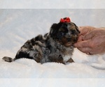 Small #14 ShihPoo