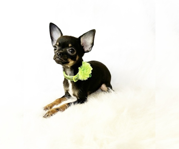 Medium Photo #1 Chihuahua Puppy For Sale in SACRAMENTO, CA, USA