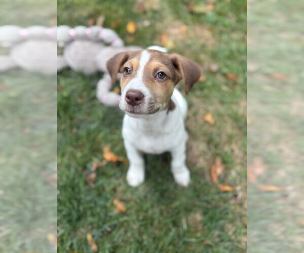 Medium Photo #3 Borador Puppy For Sale in Brewster, NY, USA