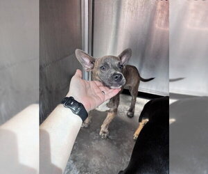 Dachshund-Unknown Mix Dogs for adoption in Oklahoma City, OK, USA