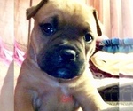 Small Photo #2 American Pit Bull Terrier-English Bulldog Mix Puppy For Sale in BROOKINGS, OR, USA