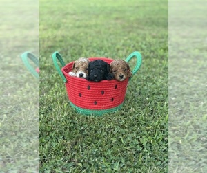Poodle (Toy) Puppy for sale in WHITE, GA, USA