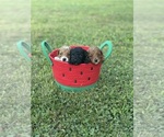 Image preview for Ad Listing. Nickname: Toy Poodle