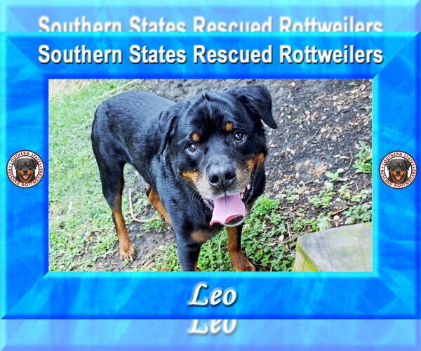 Medium Photo #2 Rottweiler Puppy For Sale in White Hall, AR, USA