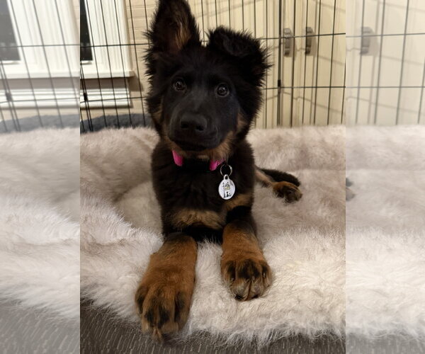 Medium Photo #4 German Shepherd Dog Puppy For Sale in McDonough, GA, USA