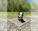 Small Photo #40 Pomsky Puppy For Sale in DRACUT, MA, USA