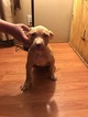 Small Photo #3 American Bully Puppy For Sale in ABERDEEN, NC, USA