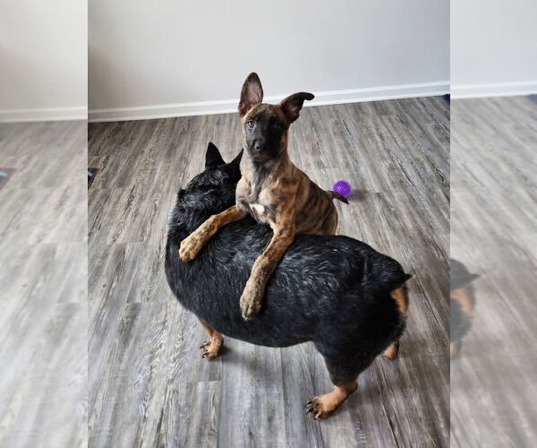 Medium Photo #5 German Shepherd Dog-Unknown Mix Puppy For Sale in Mooresville, NC, USA