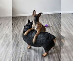 Small Photo #5 German Shepherd Dog-Unknown Mix Puppy For Sale in Mooresville, NC, USA