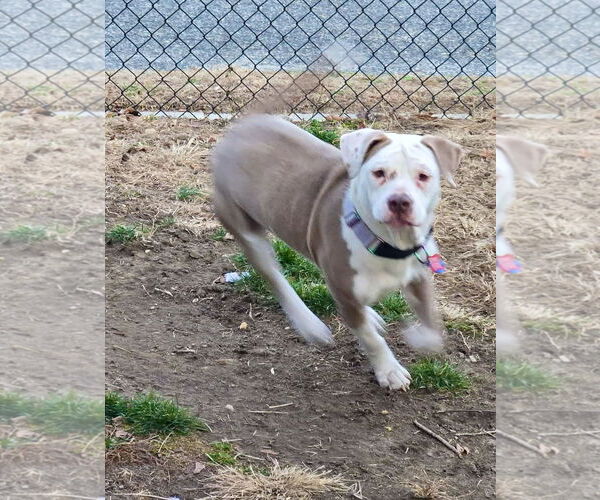 Medium Photo #10 Mutt Puppy For Sale in Mount Laurel, NJ, USA