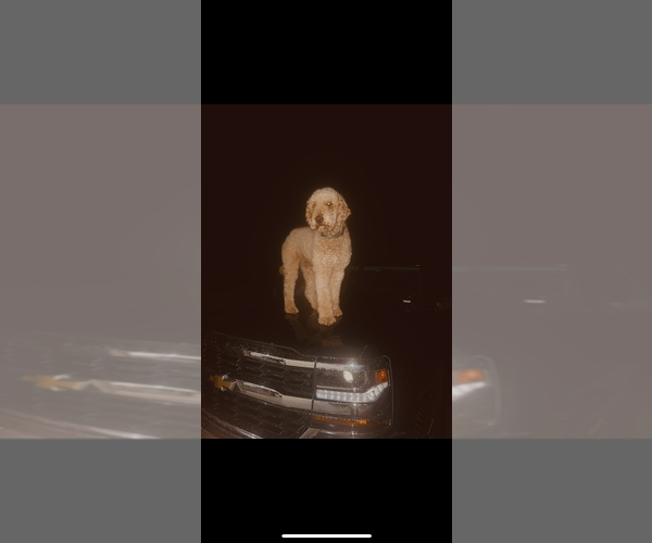Medium Photo #2 Goldendoodle Puppy For Sale in SPRINGFIELD, MO, USA