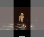 Small #1 Goldendoodle