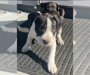 American Pit Bull Terrier-American Staffordshire Terrier Mix Puppy for sale in BURTONSVILLE, MD, USA