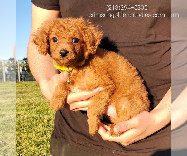 Medium Photo #4 Goldendoodle (Miniature) Puppy For Sale in BREA, CA, USA
