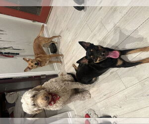 Maze - Female German Shepherd Dog-Unknown Mix Dog for Adoption - Photo #5