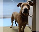 Small Labrador Retriever Mix