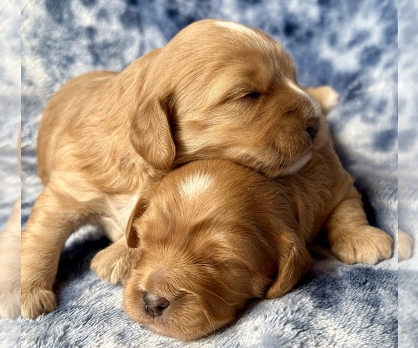 Medium Photo #1 Cavapoo Puppy For Sale in WAUSEON, OH, USA