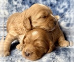 Small Cavapoo