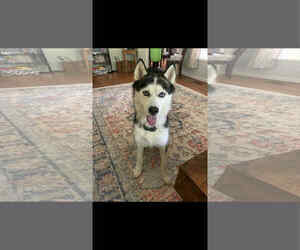 Siberian Husky Dogs for adoption in Holly Springs, NC, USA