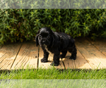 Small #3 Cocker Spaniel