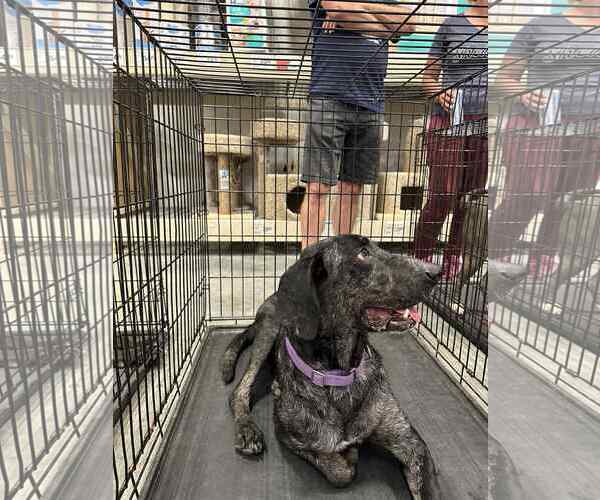 Medium Photo #5 Catahoula Leopard Dog-Labrador Retriever Mix Puppy For Sale in Oakhurst, NJ, USA