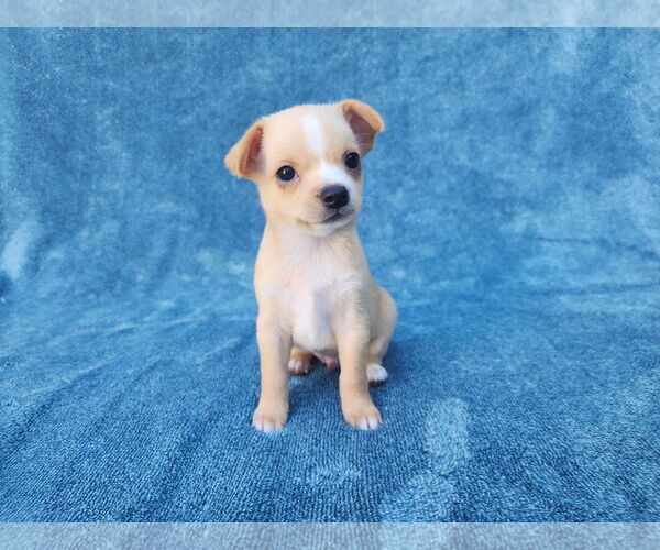 Medium Photo #4 Chihuahua-Unknown Mix Puppy For Sale in San Francisco, CA, USA