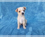 Small #3 Chihuahua Mix