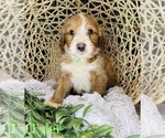 Small Photo #3 Goldendoodle (Miniature) Puppy For Sale in HENDERSONVILLE, NC, USA